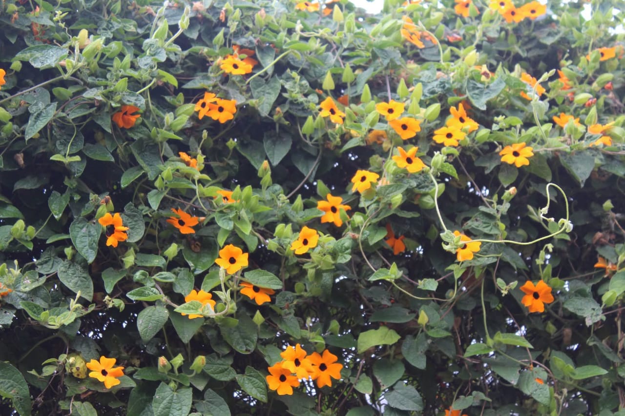 Thunbergia along the garden wall
